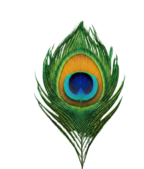 peacock feather